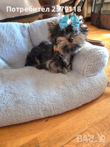 йоркширски териер, снимка 5 - Йоркширски териер - 54294247