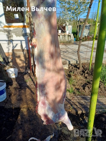 ярета за клане или разплод , снимка 4 - Кози - 54117362