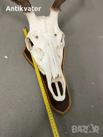 Краси трофей от елен, снимка 8 - Декорация за дома - 54332806