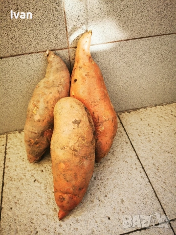 Разсад от батати (сладък картоф) , снимка 6 - Разсади - 54294586