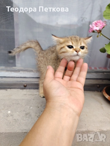 мъжко котенце на 2месеца , снимка 5 - Други - 55216634