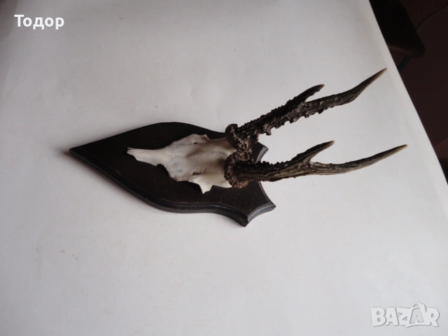 Ловен трофей рог рога 10, снимка 4 - Ловно оръжие - 54087211