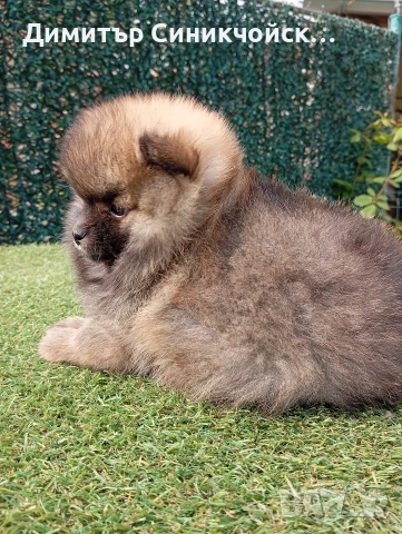 померан , снимка 7 - Померан - 54356231