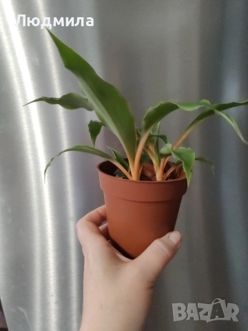 Хлорофитум Оранж Грин расад/Chlorophytum Orange Grimm, снимка 3 - Стайни растения - 51605298