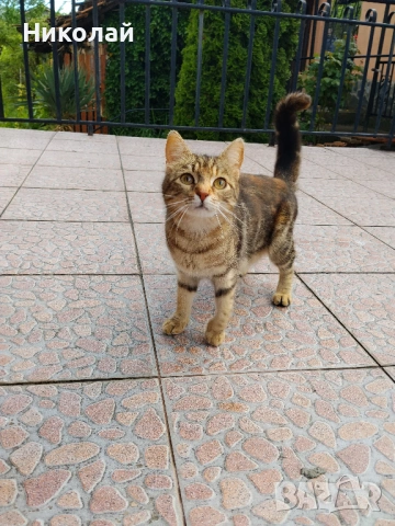 Подарявам две котки, снимка 3 - Други - 54526041
