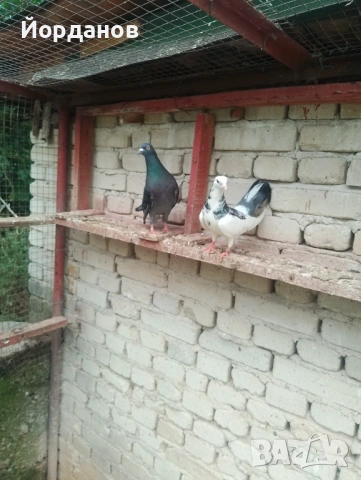 Продавам пазарджишки гълъби, снимка 2 - Гълъби - 54780576