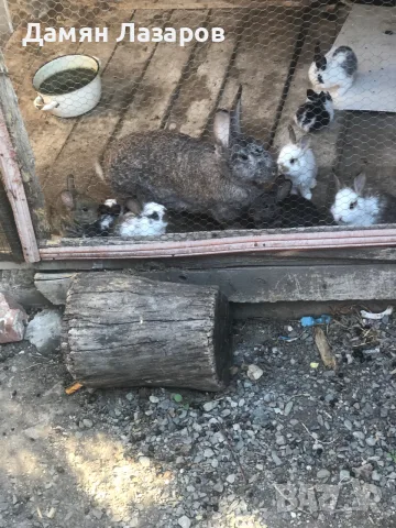Продавам зайчета