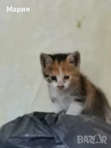 Котенца - Подарявам, снимка 4 - Други - 55357912