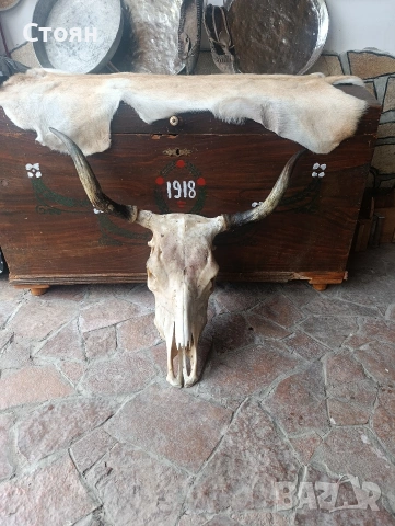 череп на крава