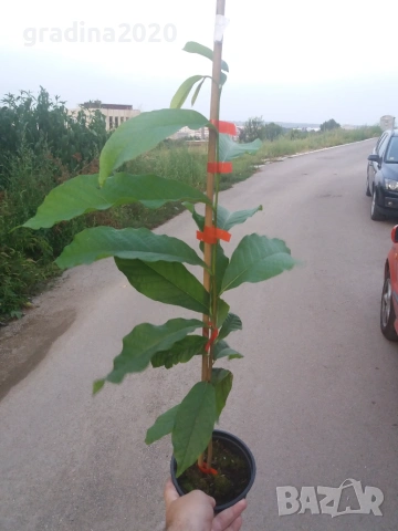 Asimina triloba, Асимина, Пау-пау, Индиански банан, снимка 3 - Разсади - 41973671