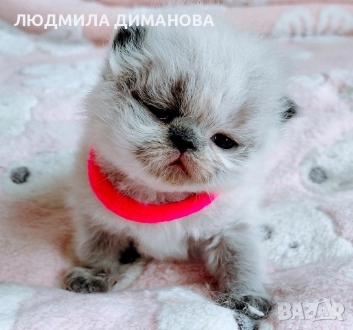 Хималайско момиче със сини очи. , снимка 10 - Персийска - 54181520