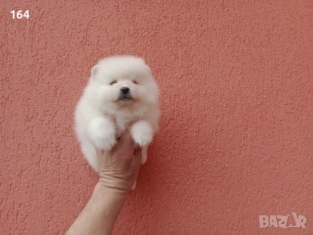 Померани. Реални снимки от 29.03.26 г.