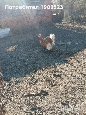 продавам пуяк, снимка 3 - Кокошки и пуйки - 54154129
