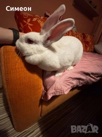 Зайче на година заедно с клетката си, снимка 5 - Декоративни зайчета - 54086905
