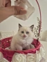 Ragdoll Cats / Регдол Котенца , снимка 15