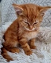Подарявам коте, снимка 2