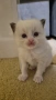 Ragdoll Cats / Регдол Котенца , снимка 8