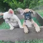 Френски булдог Женски , снимка 5