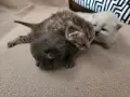 Британчета търсят нов дом, снимка 1