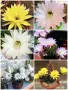 Цъфтящ кактус Ехинопсис (Echinopsis eyriesii) различни големини, снимка 1