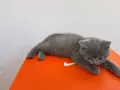 Британски Късокосмести котета, снимка 2