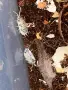 Изоподи Porcellio laevis Dairy Cow (Екзотични домашни любимци / Чистачи), снимка 4