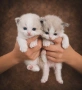 Рагдол котенца с родословие от лицензиран развъдник, снимка 3