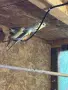 Продавам вълнисти, пойни и неразделки , снимка 1