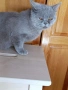 Британска котка, снимка 2