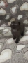 Британски котета , снимка 2