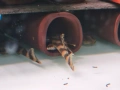 pleco, снимка 13