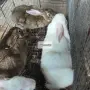 Домашни зайци на различна възраст, снимка 6
