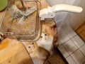 Фритюрник Bosch, 3 литра, използван, снимка 5