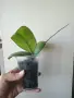 Хоя, hoya Nathalie, снимка 2