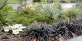 Черен офиопогон (Ophiopogon planiscapus 'Nigrescens'), снимка 2