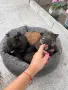 Четири женски мини шпица, снимка 1