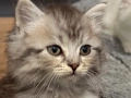 Полуперсийски котенца  момиче и момче, снимка 2
