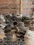 пътпъдъци и яйца пъдпъдъци, снимка 3