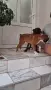 Боксер  момче и момиче, снимка 3
