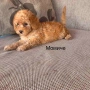 Мини пуделчета,момче и момиче, снимка 3