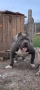 American bully XL / Американско були ХЛ, снимка 1
