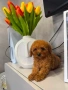 Teacup Той пудел , снимка 1