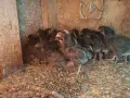 Пилета Супер Харко , снимка 3