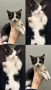 Подарявам котенца на 2 месеца, снимка 6
