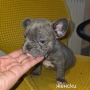 Френски булдог търси дом 🐾 Малки френски булдочета на 40 дни търсят своето  ново  семейство. , снимка 5