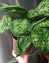 Хомаломена 'Камуфляж' / Homalomena 'Camouflage', снимка 3