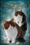 Британски котки , снимка 12