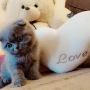 Шотландски котенца, снимка 1