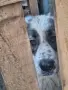подарявам две кучета каракачанки, снимка 2