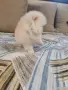 Померанче мини женско , снимка 2